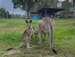 Amazing photos capture joey's comfort in mum's pouch