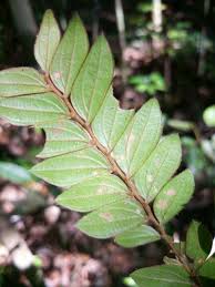 Image result for Anisophylleaceae