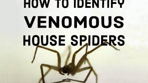 Black house and grey house spiders belong to the family desidae. How To Identify Venomous House Spiders Dengarden