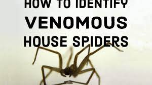 According to a 2011 study , they can also resemble a number of bacterial and other infections. How To Identify Venomous House Spiders Dengarden