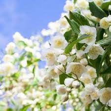Jasmine flowers and leaves can be squeezed and applied as a poultice on wounds, cuts and sprains to seize bleeding ayurvedic health benefits of jasmine. Benefits Of Jasmine Flowers Natures Garden Fragrance Oils