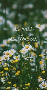 58 Best Ideas Flowers Quotes Tumblr Daisies Flowers Quotes Tumblr Flower Wallpaper Daisy Wallpaper
