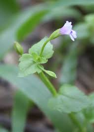 Image result for Linderniella