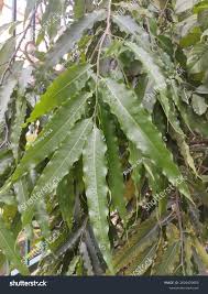 Image result for Monoon longifolium