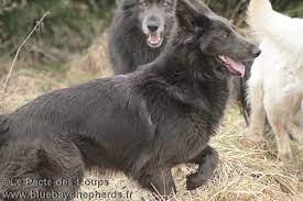 shooting du 9 fevrier blue bay et timber shepherd facebook wolf dog pet dogs german shepherd puppies