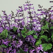 Loving My Mona Lavender |
