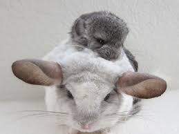 Check spelling or type a new query. 186 Baby Chinchillas That Will Melt Your Heart Bored Panda