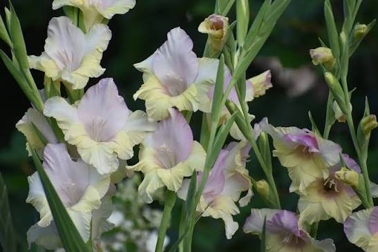 Grow Species Gladiolus Bulbs for Elegant Garden Blooms
