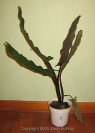 Second, it was described as xenophya lauterbachiana by dan henry nicolson in blumea in 1968. The Variegated Thumb Plant Find Alocasia Lauterbachiana