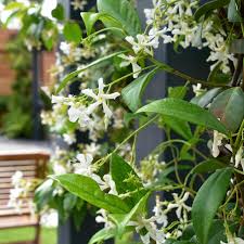 Climbing plants are plants which climb up trees and other tall objects. Star Jasmine Trachelospermum Jasminoides Hedges Direct