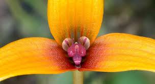 Image result for Bulbophyllum josephi