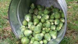 I usually squeeze some lime juice over the top of them too. Growing Brassicas At Fort Ticonderoga
