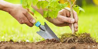 Best Time To Plant Trees What You Need To Know Trees To Plant Plants Tree Care