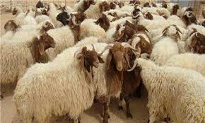 We did not find results for: Ø³Ø¹Ø± Ø®Ø±ÙˆÙ Ø§Ù„Ø¹ÙŠØ¯ ÙÙŠ Ù…ØµØ± 2021 ÙˆØ£Ø³Ø¹Ø§Ø± Ø£Ø¶Ø§Ø­ÙŠ Ø§Ù„Ø¹ÙŠØ¯ Ù…Ù† Ø§Ù„Ø¹Ø¬ÙˆÙ„ ÙˆØ§Ù„Ø¬Ù…Ø§Ù„ ÙÙŠ Ø§Ù„Ù‚Ø§Ù‡Ø±Ø© ÙˆØ§Ù„Ù…Ø­Ø§ÙØ¸Ø§Øª Ø®Ù…Ø³ Ø®Ø·ÙˆØ§Øª