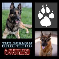 Since it's such an important topic, i decided to address this issue in a post to answer all the questions. The German Shepherd A Guide For Owners Pethelpful