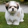 Lhasapoo for sale from breedersclub.net