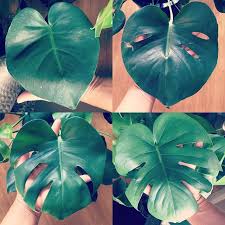 The Leaf Progression On My Young Monstera Love The Different Pattern With Each Consecutive Leaf Monsteramonday Monstera Plant Leaves Different Patterns