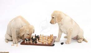 Puppies Playing Chess Yellow Labrador Retriever Labrador Retriever Yellow Labrador