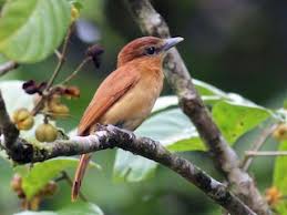 Image result for Brachyachne simonsii