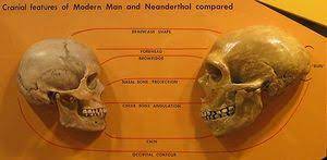 نياندرتال - المعرفة