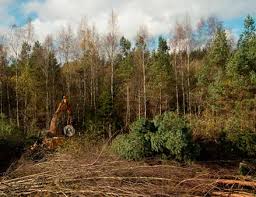 Image result for Rhaptopetalum evrardii