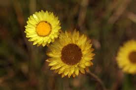 Image result for Helichrysum aureum