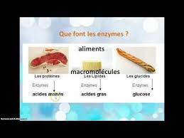 La Transformation Des Aliments En Nutriments