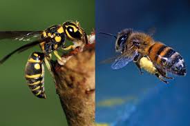 If provoked, bees attack in a swarm to sting the player and inflict poison. What S The Difference Between A Bee And A Wasp Britannica
