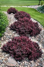 Image result for Barberry
