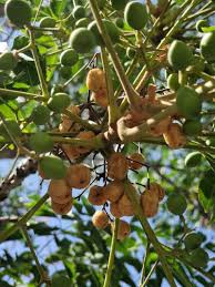 Image result for Kirkia