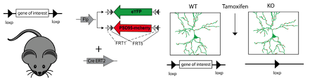 Jump to navigationjump to search. Advanced Uses Of Cre Lox And Flp Frt A Neuroscientist S View