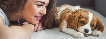 91 730 36 80 o escríbenos un correo a: Por Que Adoptar Un Perro Purina