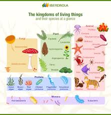 Maybe you would like to learn more about one of these? Biology 5 Kingdoms Of Living Things Classification Iberdrola