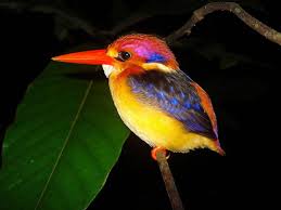 Colorful Small Bird With Long Beak Pin On Tropical Birds