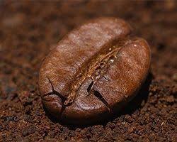 Kaffeesatz Als Dunger Vor Allem Fur Rosen Hortensien Rhododendron Oder Engelstrompeten Hortensien Garten Kaffeesatz Schattenblumen