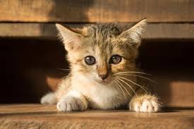 The staff at advanced pet care of parker. Soft Tissue Surgery Vet In Parker Advanced Pet Care Of Parker