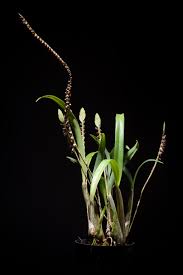 Image result for Bulbophyllum cochleatum