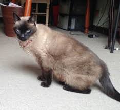 You could meet your new best friend at one of our pet adoption centers! Adopting A Senior Cat Kingdom Animal Shelter