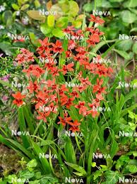 Image result for Freesia laxa