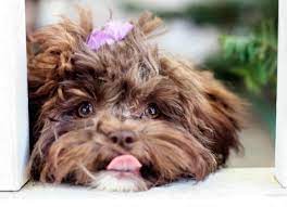 Yeast Infections In Dogs How To Treat Paws Ear Belly And Skin Petmd