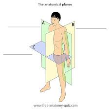 Standing erect hands at side with palms facing forward feet together. Anatomical Planes Image Anatomical Planes Anatomy And Physiology Medical Assistant Student