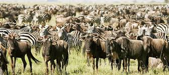 Image result for serengeti reserve tanzania