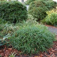 Image result for Pleioblastus fortunei