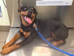 Suturesmust be monitored throughout the recovery period. Diary Of A Real Life Veterinarian Seroma The Pocket Of Fluid To Keep Quiet