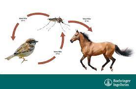 West nile virus (wnv) is a virus that infects animals and humans after being bitten by various types of infected mosquitoes. West Nil Virus Pferdegesundheit Online
