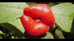 Image result for Psychotria pumila