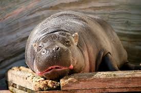 Image result for Hippobromus