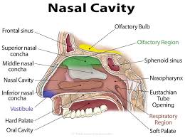 Their locations and structures are best viewed when the head is shown in sagittal section. Nasal Cavity Definition Anatomy Functions Diagrams