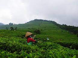 04.02.2019 · anak pramuka di kebun sawit date: Kebun Teh Promasan Jejak Si Olipe