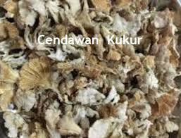 Terdapat dua cara untuk menanam iaitu sama ada membuat sendiri bongkah cendawan ataupun boleh dibeli dari pengusaha cendawan. Anim Agro Technology Teknologi Tanam Cendawan Kukur Part 2